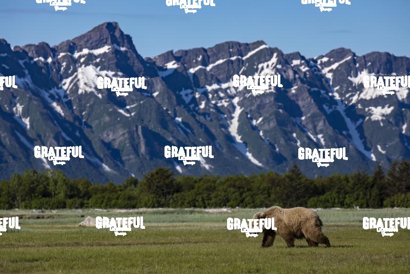 Brown Bear Walks in the Meadow Beneath the Mountain-1