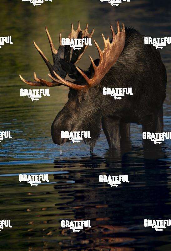 Moose Drinking in Sprague Lake-2