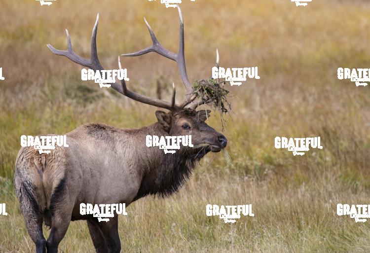Antler Accents-1-2