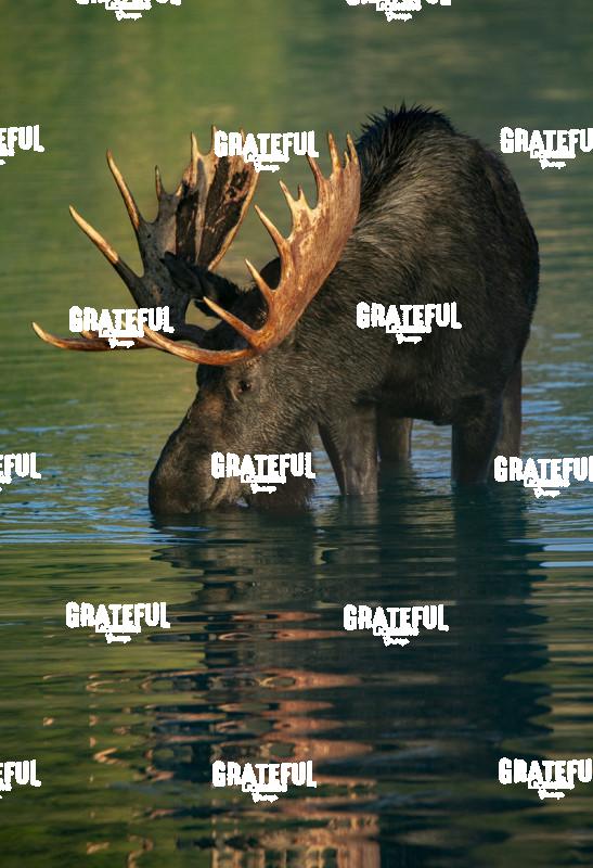 Moose Drinking in Sprague Lake-1