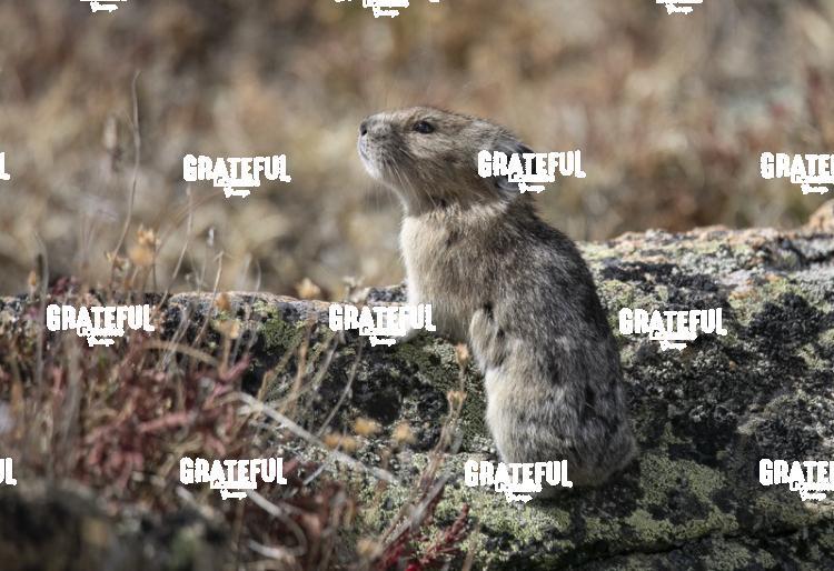 Pika-1-7