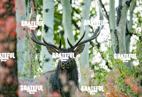 Bull in Aspens-1