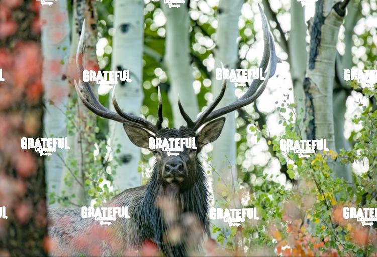 Bull in Aspens-1