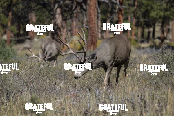 Mule Deer-1