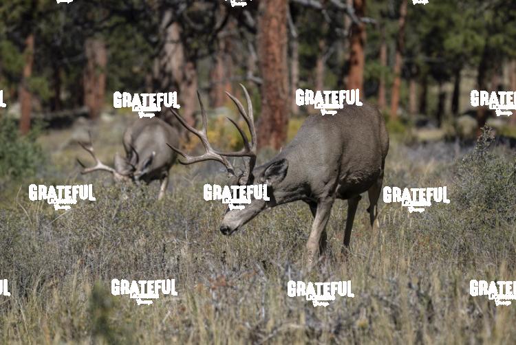 Mule Deer-1