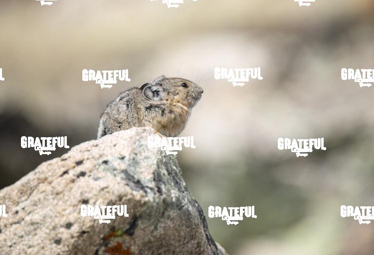 Pika-1