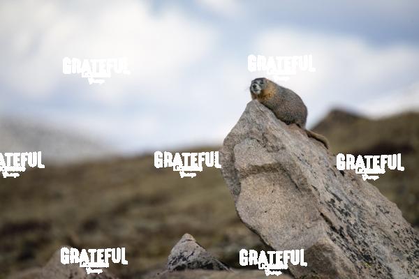 Marmot-1
