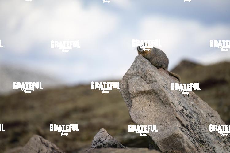 Marmot-1
