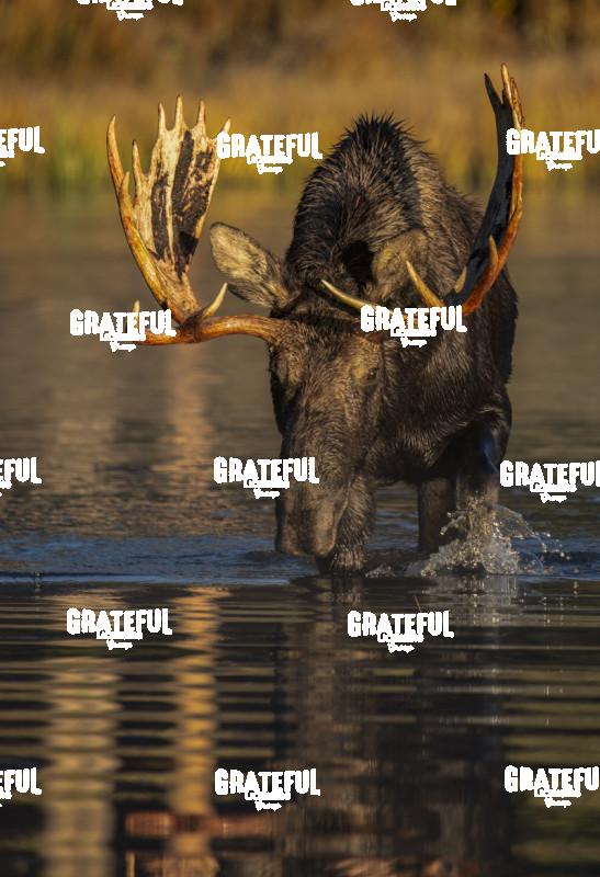 Morning Moose 1