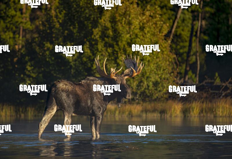 Sprague Lake Misty Sunrise 1-2