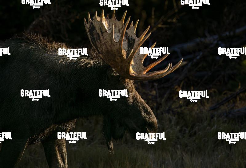 Sprague Lake Misty Sunrise 1-3