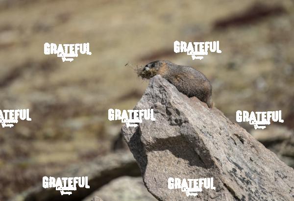 Marmot 1-2
