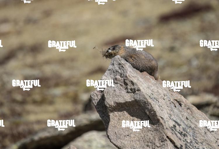 Marmot 1-2