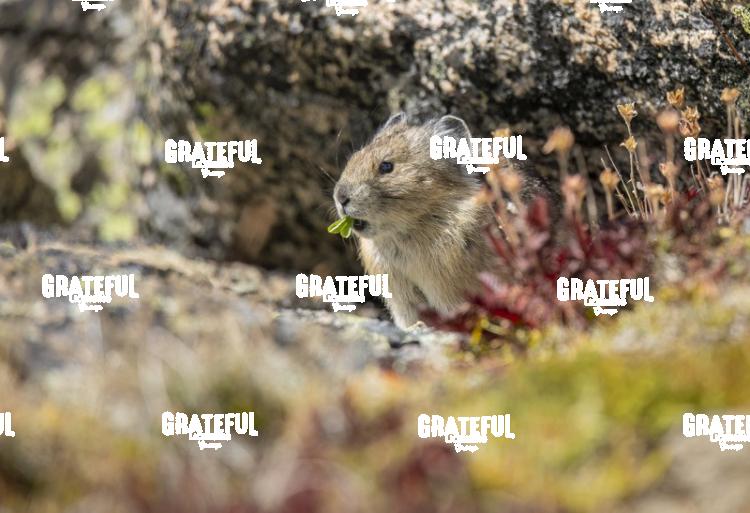 Pika Snaking 1