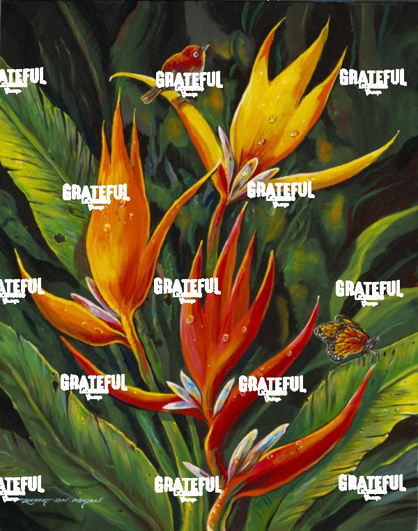 Heliconia Angusta
