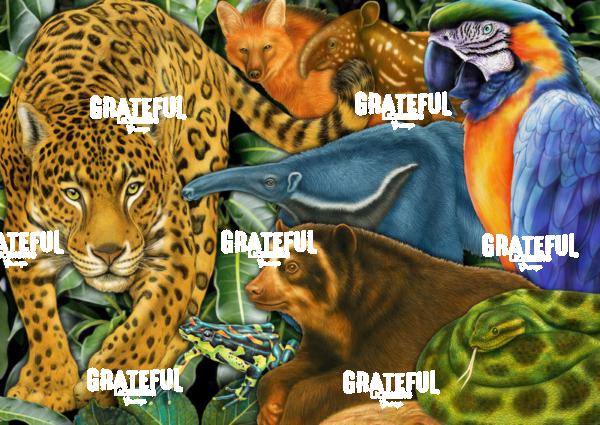 South American Wildlife
