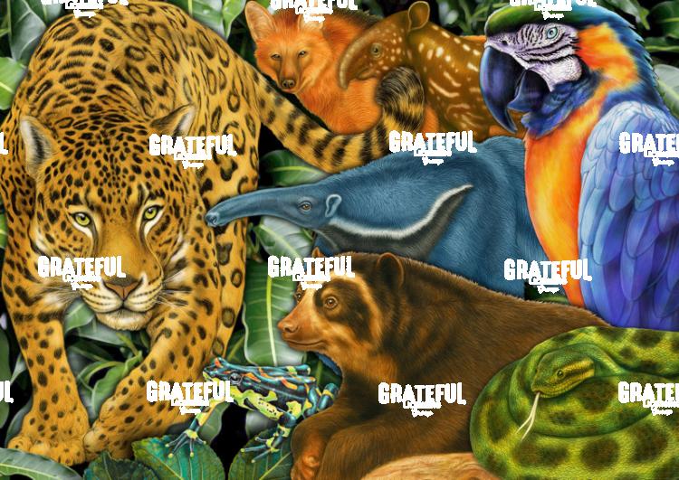 South American Wildlife