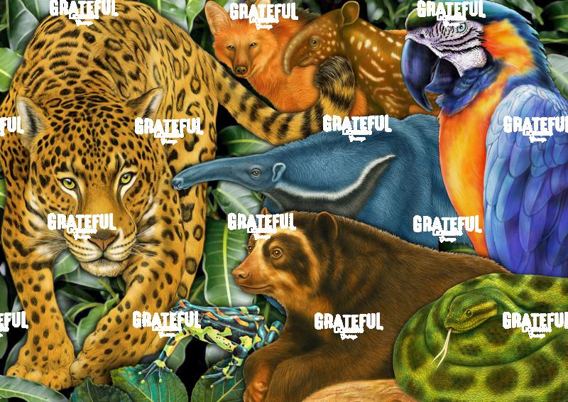 South American Wildlife