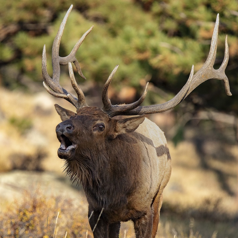 Brad Ryan art licensing