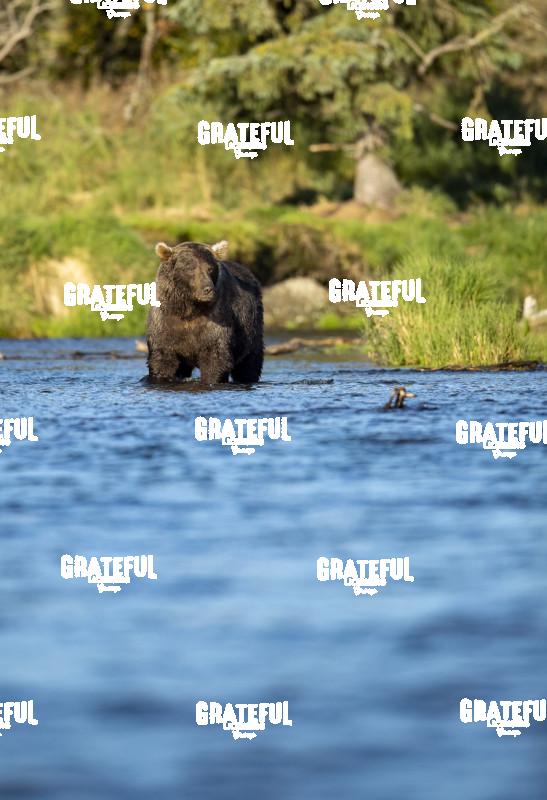 Brown Bear Wading Brooks River-1