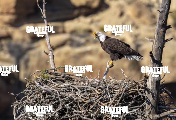 Bald Eagle on Her Nest 1