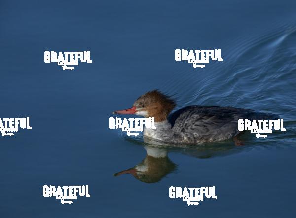 Common Merganser Female 1