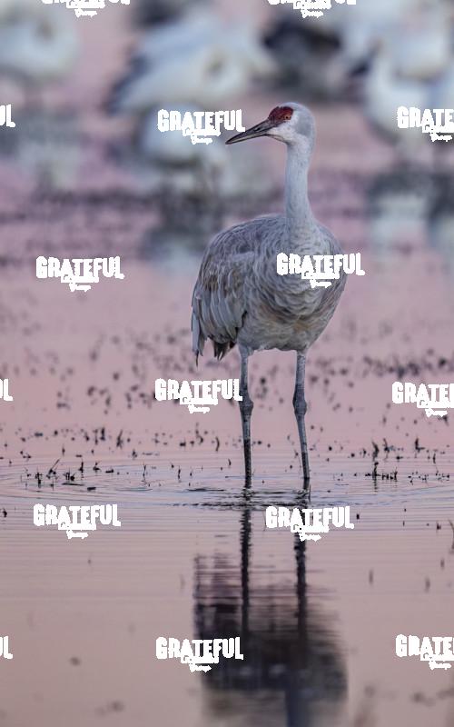 Sandhill Crane in the Gloaming 1
