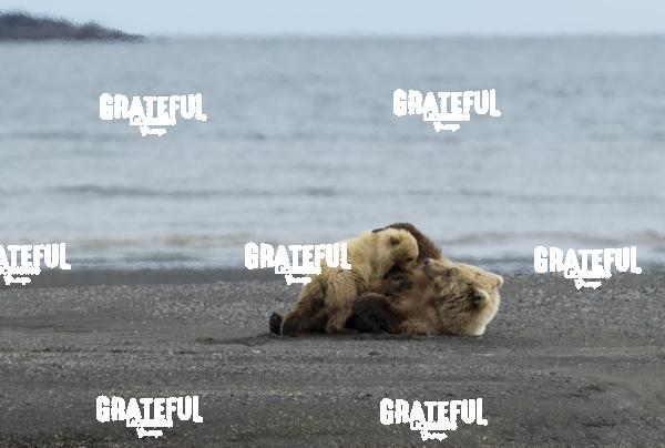 Cub Nursing on the Beach 1