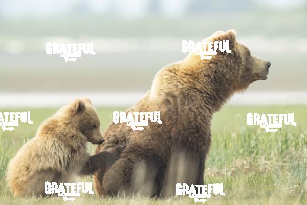 Sow and Cub in the Grass 1-3