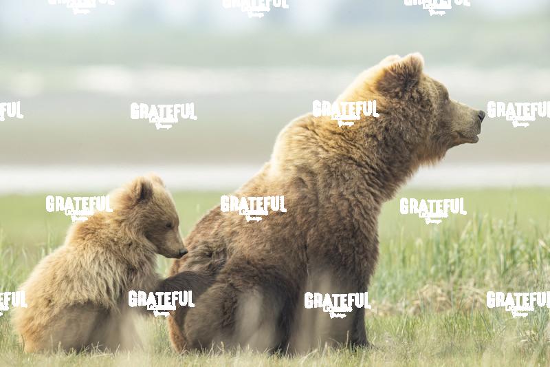 Sow and Cub in the Grass 1-3