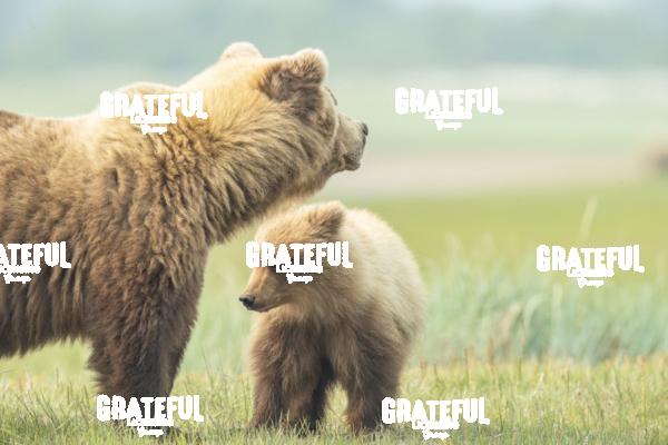 Sow and Cub in the Grass 1-2