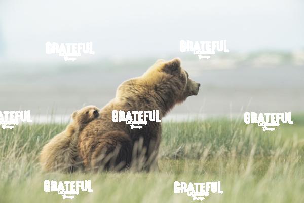 Sow and Cub in the Grass 1-6