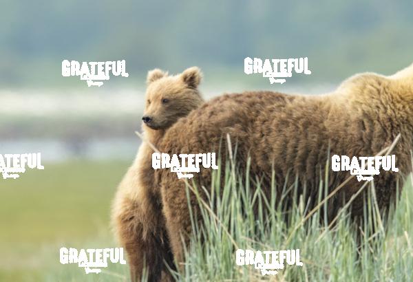 Cub Stands with Mom 1