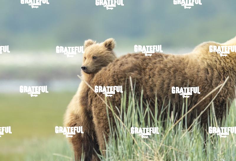 Cub Stands with Mom 1