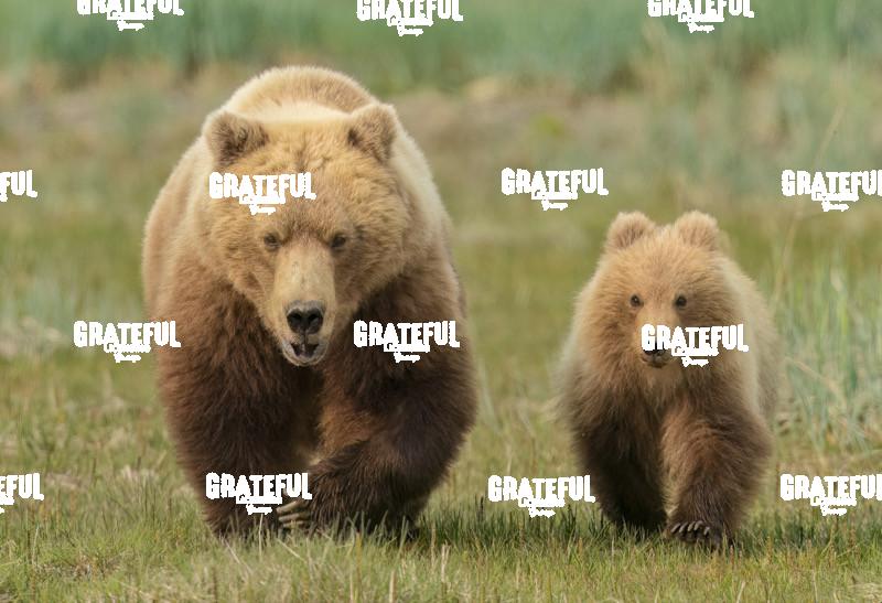 Mom and Cub Take a Walk 1