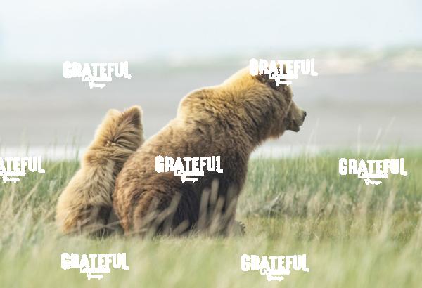 Sow and Cub in the Grass 1-5