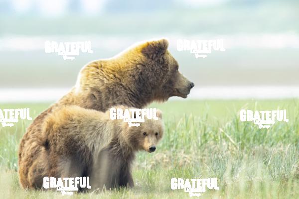 Sow and Cub in the Grass 1-4