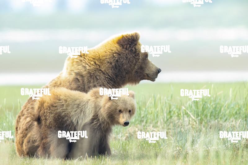 Sow and Cub in the Grass 1-4