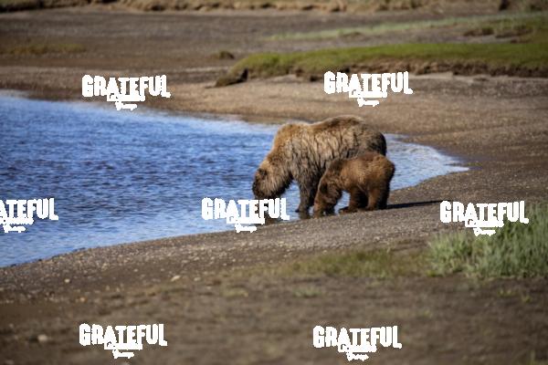 Sow and Cub Get a Drink