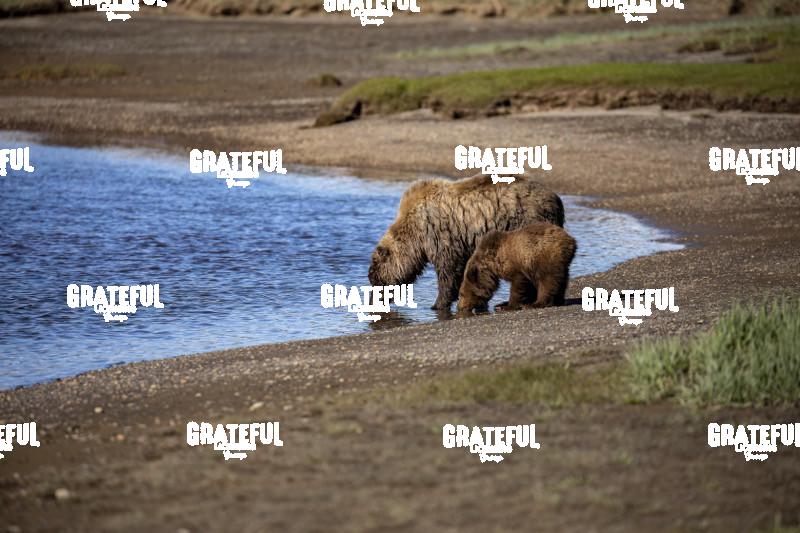 Sow and Cub Get a Drink