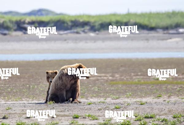 Cub Peeking Around Mom