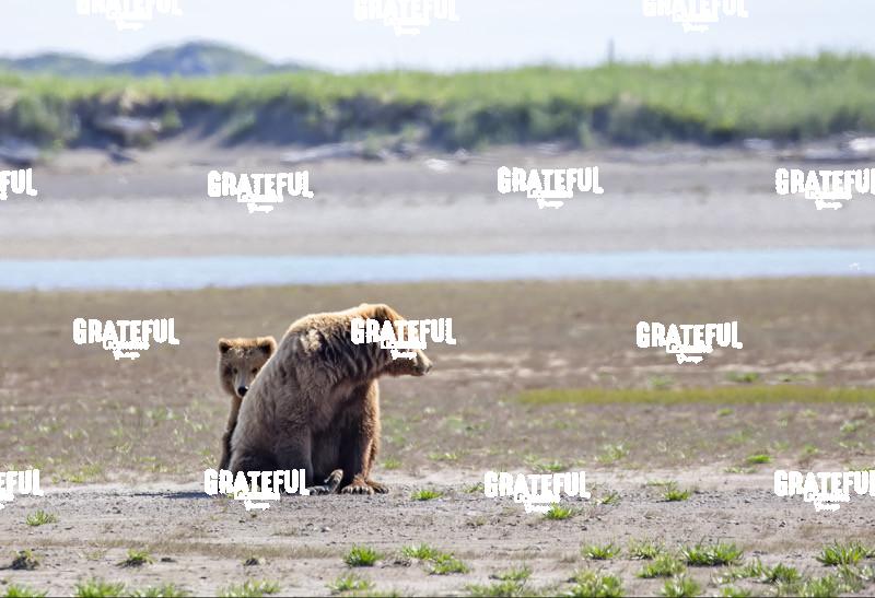 Cub Peeking Around Mom