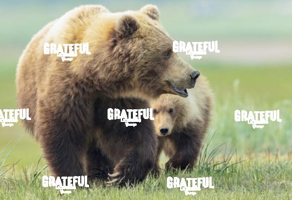 Sow and Cub in the Grass