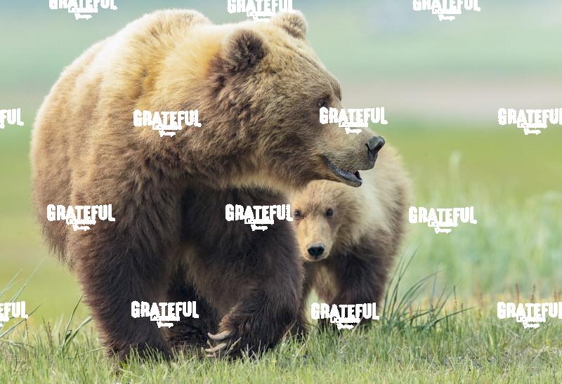 Sow and Cub in the Grass