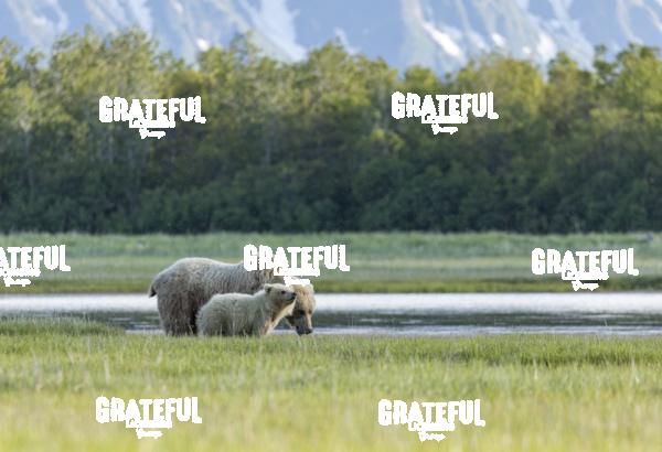 Grazing by the River