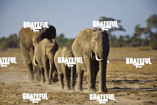 African elephant family in Kenya