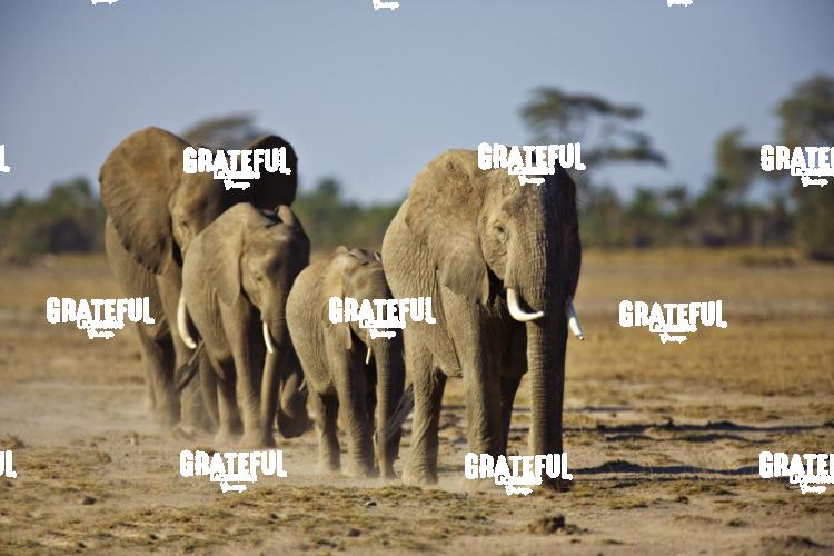 African elephant family in Kenya