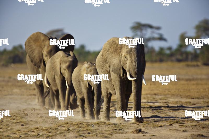 African elephant family in Kenya