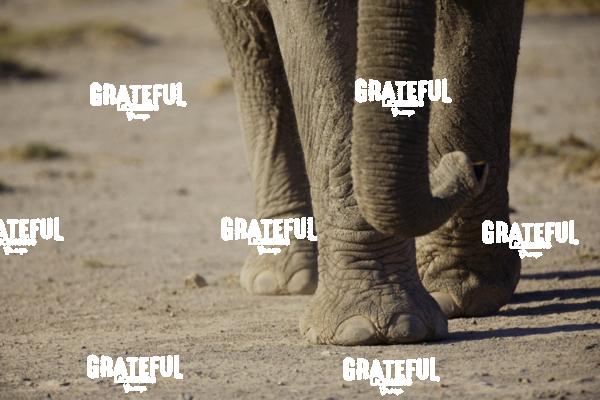 african elephant walking