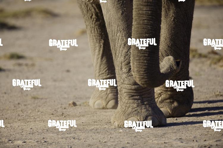 african elephant walking